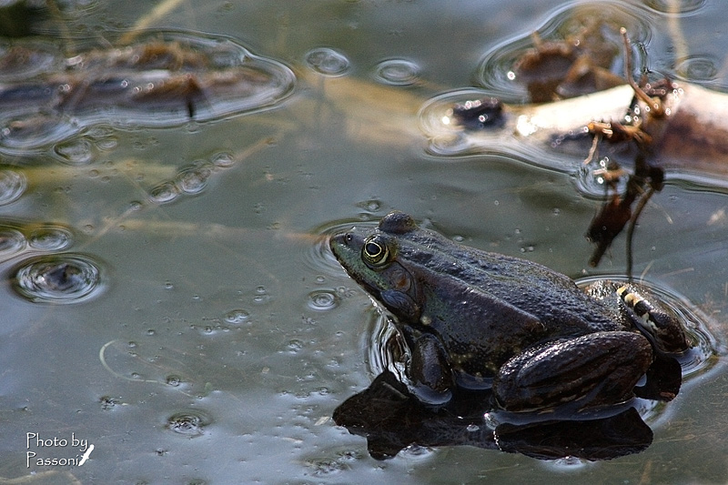 Aiuto per ID! - Pelophylax sp. (prov. Lecco)